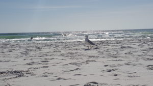 Henderson Beach - seagull - Destin, FL - Footprints in Culture